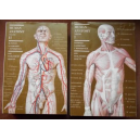 Human Anatomy t. 1-2