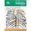 Anatomia Sobotta Flashcards KOŚCI, STAWY I WIĘZADŁA (łac.)