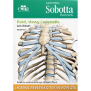 Anatomia Sobotta flashcards Kości, stawy, więzadła
mianownictwo Łacińskie
