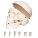 Anatomiczny model szkieletu ludzkiego