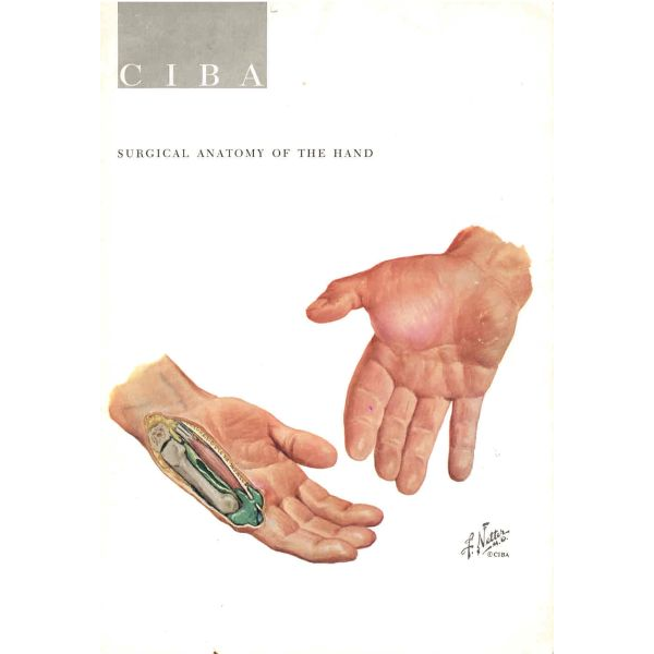 Surgical Anatomy of the Hand