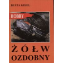 Żółw ozdobny