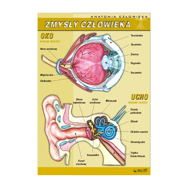 Plansza dydaktyczna Zmysły człowieka - oko, ucho