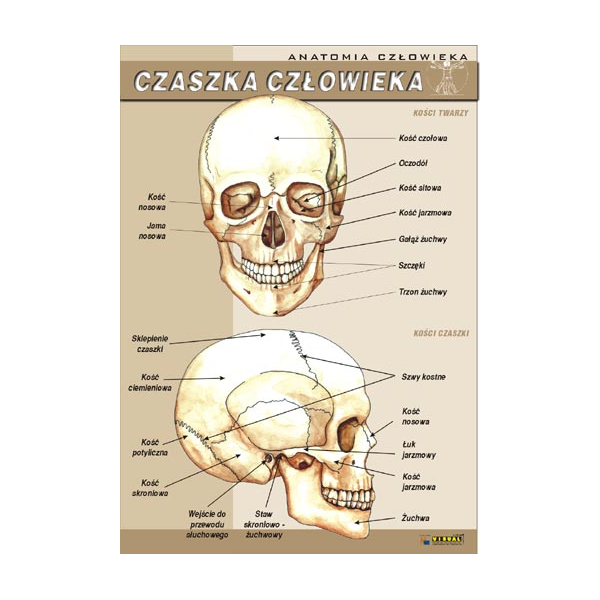 Plansza dydaktyczna Czaszka człowieka